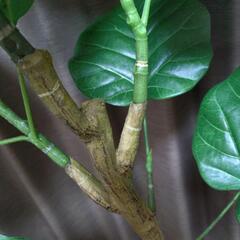 ニトリ フェイクグリーン ウンベラータ+ 鉢カバー 観葉植物の画像