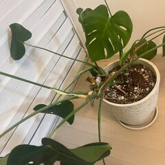 【取引中】形が崩れたモンステラ（元気です）引き取り希望🌿の画像