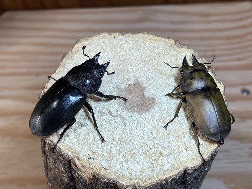 フルストルファーオウゴンクワガタ　1ペア