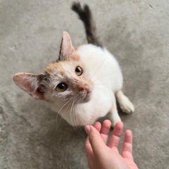 生後約2ヶ月 みけねこちゃん - 今治市