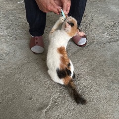 生後約2ヶ月 みけねこちゃん − 愛媛県