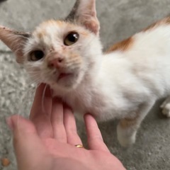 生後約2ヶ月 みけねこちゃん - 猫