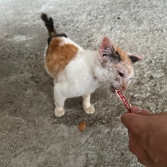 生後約2ヶ月 みけねこちゃん - 里親募集