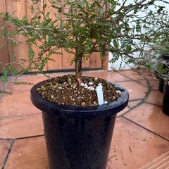 オペルクリカリアパキプス中株②