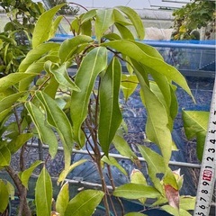 果樹大苗　実生ライチ　高さ150cmほどの画像
