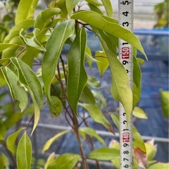 果樹大苗　実生ライチ　高さ150cmほどの画像