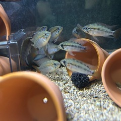 🐠アピストグラマ マクマステリ オス♂全長±5.5〜6.5㎝ 生後8ヶ月 1匹800円 2匹1,500円 4匹2,800円【在庫4匹】No.01の画像