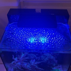 海水魚サンゴ水槽一式の画像