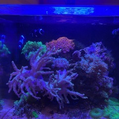 海水魚サンゴ水槽一式の画像