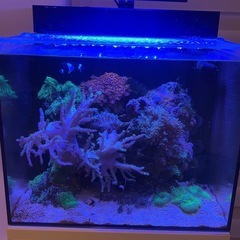 海水魚サンゴ水槽一式の画像