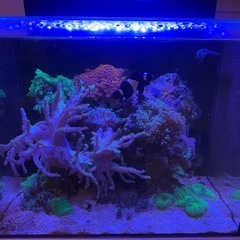 海水魚サンゴ水槽一式の画像