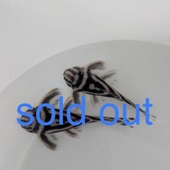 2匹は決まりましたので、10/10他の個体も預かりました。 　インペリアルゼブラプレコ成魚（若魚）　2匹セットの画像