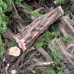 　無料 木材 丸太 薪　早い者勝ちの画像