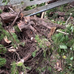 　無料 木材 丸太 薪　早い者勝ちの画像