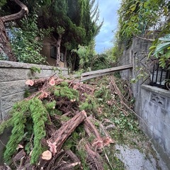 　無料 木材 丸太 薪　早い者勝ちの画像