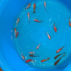 コメット１匹200円♪金魚・好きな個体をお選びくださいの画像