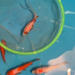 コメット１匹200円♪金魚・好きな個体をお選びくださいの画像