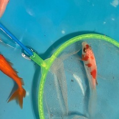 コメット１匹200円♪金魚・好きな個体をお選びくださいの画像