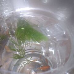 ボトル入り金魚(10匹)2ボトル追加品出ししました。の画像