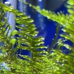 南米ウィローモス　溶岩石活着！の画像