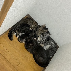 子猫里親募集　オス【3匹】　メス【2匹】