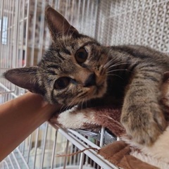 生後4〜6ヶ月くらい　人懐っこい可愛い男の子の猫ちゃんです…