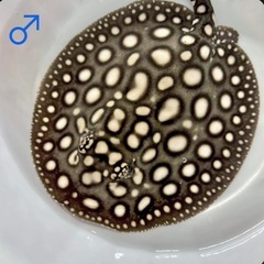 品川ダイヤモンドポルカ ペアの画像
