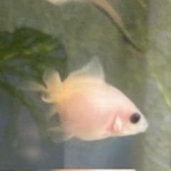 1.5〜2㎝　ピンポンパール　金魚の画像