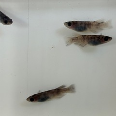 道中メダカ🌊白虎オス3メス1最後の１セットの画像