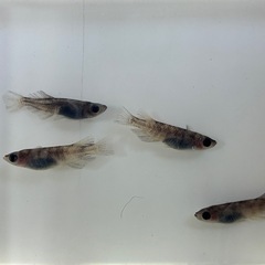 道中メダカ🌊白虎オス3メス1最後の１セットの画像