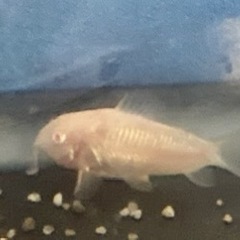コリドラス　アルビノ　3センチ位の画像