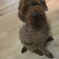 トイプードル4歳