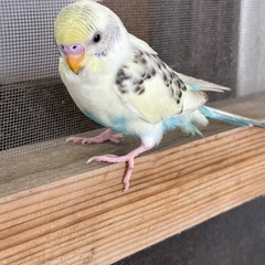 セキセイインコ保護しました