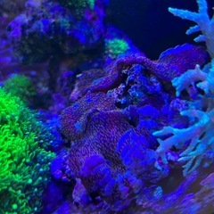 サンゴ　海水の画像