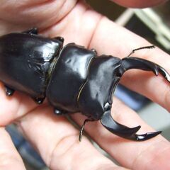 茨城県産オオクワガタ F6 ♂72.8ミリ ♀47.4ミリ ペアの画像