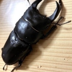 🉐オオクワガタ ペア能勢SR ♂81mm ♀55mm  【親虫90mmUP】 オマケ付き❗️❹の画像