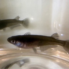 改良メダカ　オロチ成魚1ペアの画像
