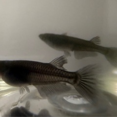 改良メダカ　オロチ成魚1ペアの画像