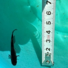 改良メダカ　オロチ成魚1ペアの画像