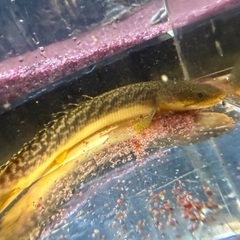 今日明日格安！ポリプテルスset！の画像