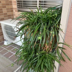 つる蘭観葉植物の画像