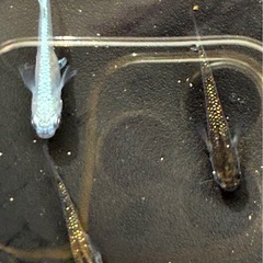 改良メダカ　琥珀ラメ2匹とみゆき2匹の画像