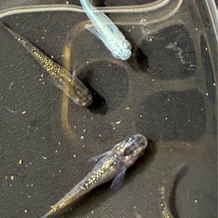 改良メダカ　琥珀ラメ2匹とみゆき2匹の画像