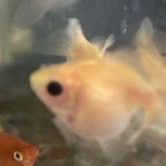 2㎝位　ピンポンパール　金魚の画像