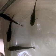 改良メダカ　オロチ若魚2ペアの画像