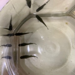 改良メダカ　オロチ若魚2ペアの画像