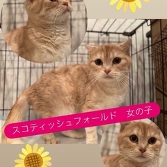 【無償譲渡】避妊済み　スコティッシュ 女の子