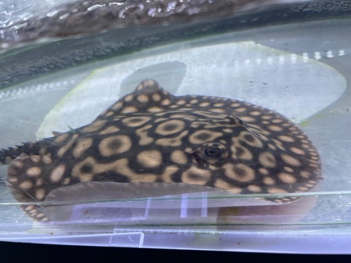 ダイヤモンドポルカ