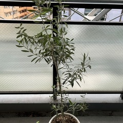 オリーブの木お譲りしますの画像
