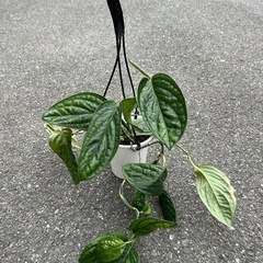 モンステラ　ジェイドウィングの画像